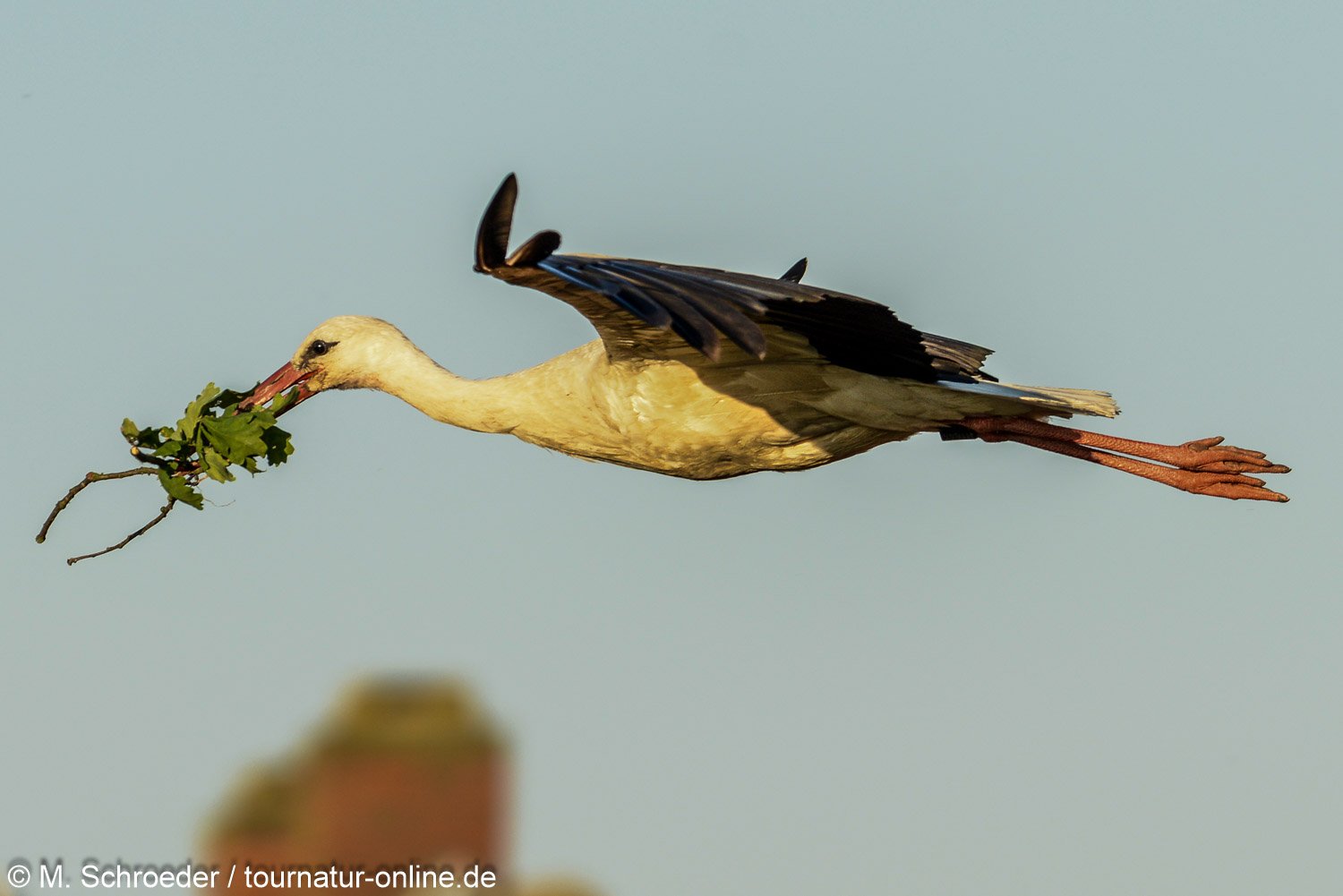Weißstorch - white stork (Ciconia ciconia) 