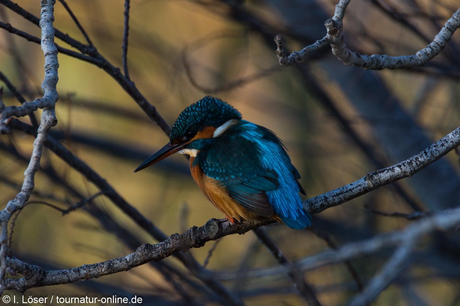 Eisvogel - Kingfisher (Alcedo atthis) im Ebro Delta