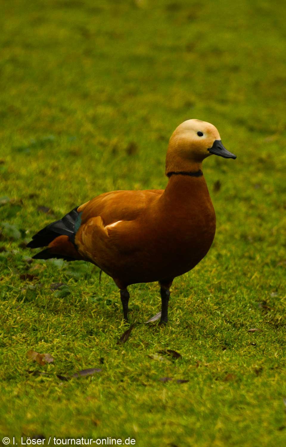 Rostgans - ruddy shelduck (Tadorna ferruginea)