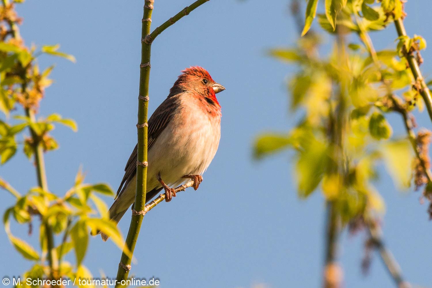 Karmingimpel / common rosefinch (Carpodacus erythrinus)