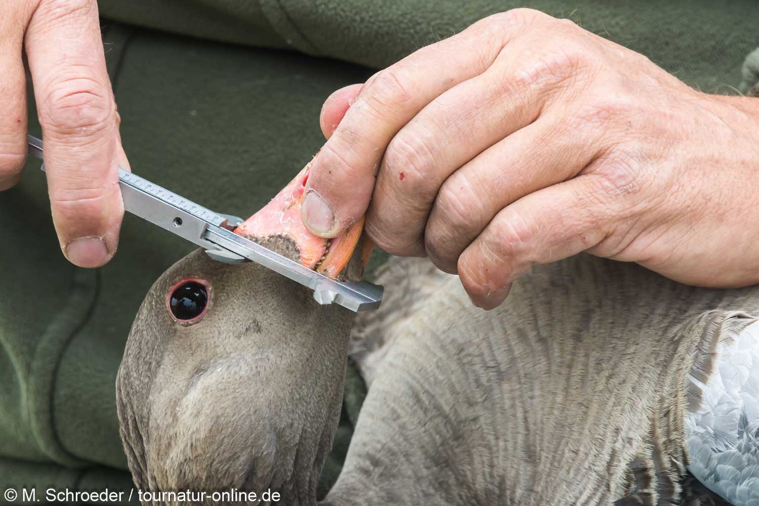 Graugans - greylag goose (Anser anser) 