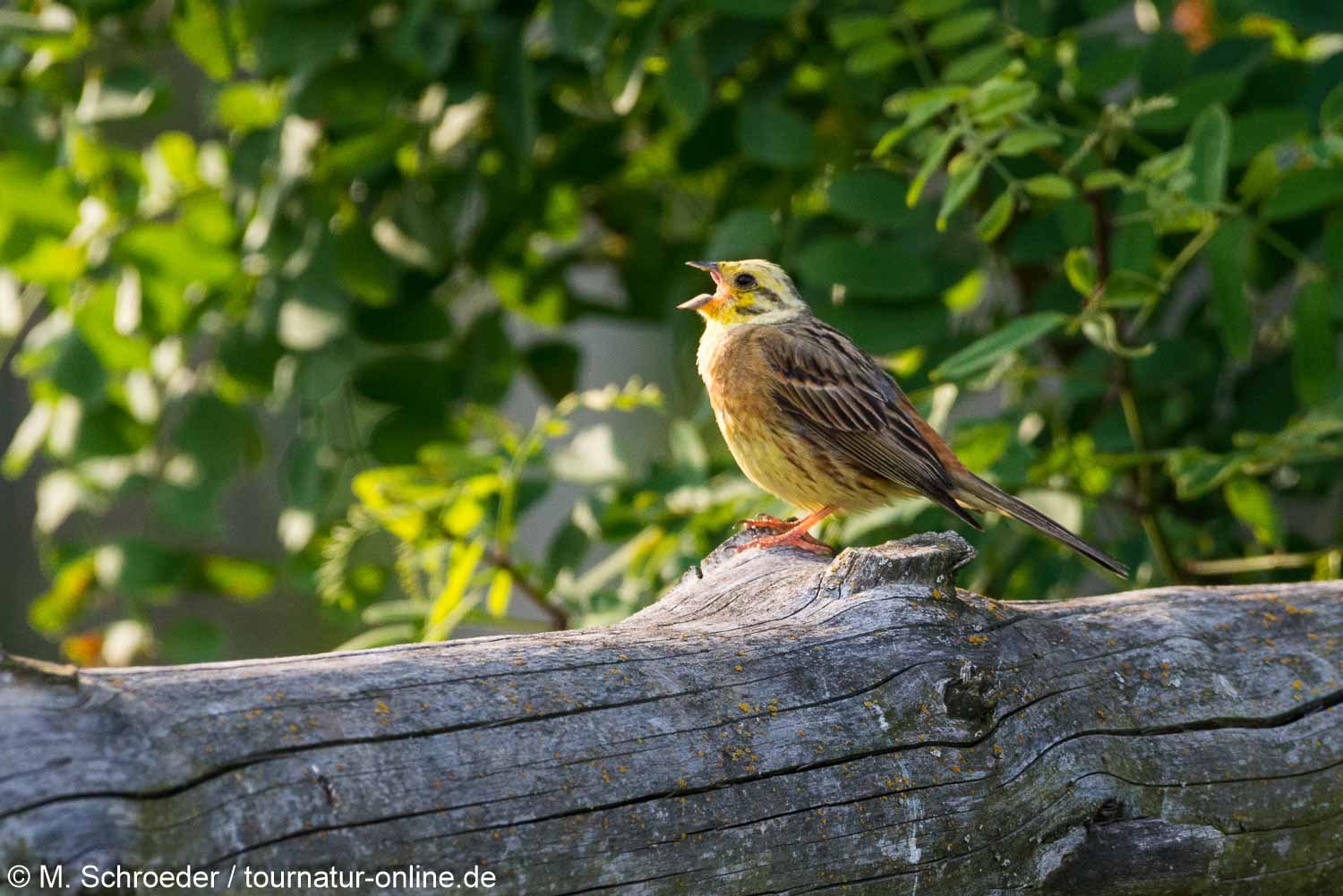 Goldammer - yellowhammer (Emberiza citrinella)