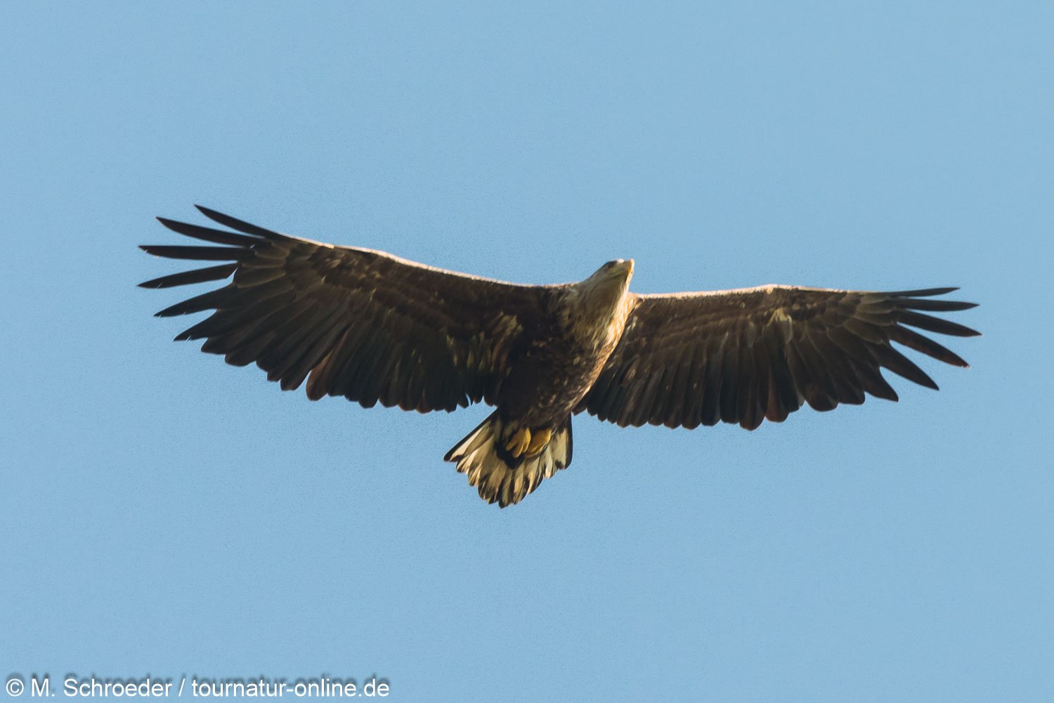 Seeadler - White-tailed eagle (Haliaeetus albicilla)