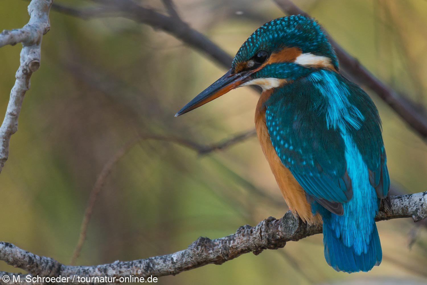 Eisvogel - Kingfisher (Alcedo atthis) im Ebro Delta