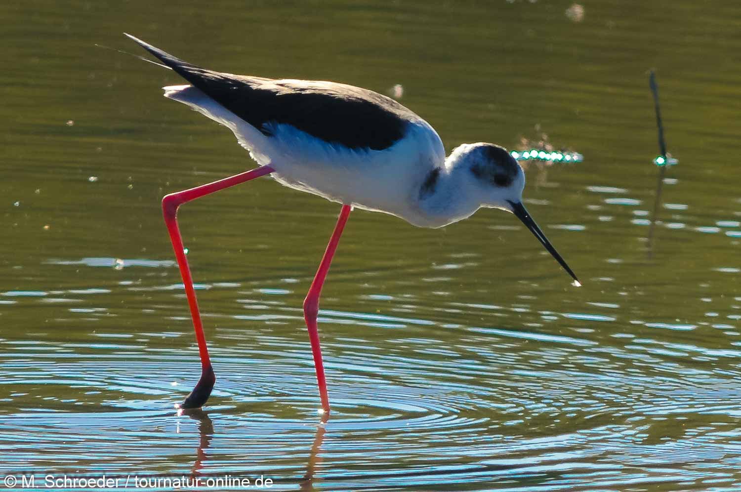 Stelzenläufer - Black-winged stilt (Himantopus himantopus)