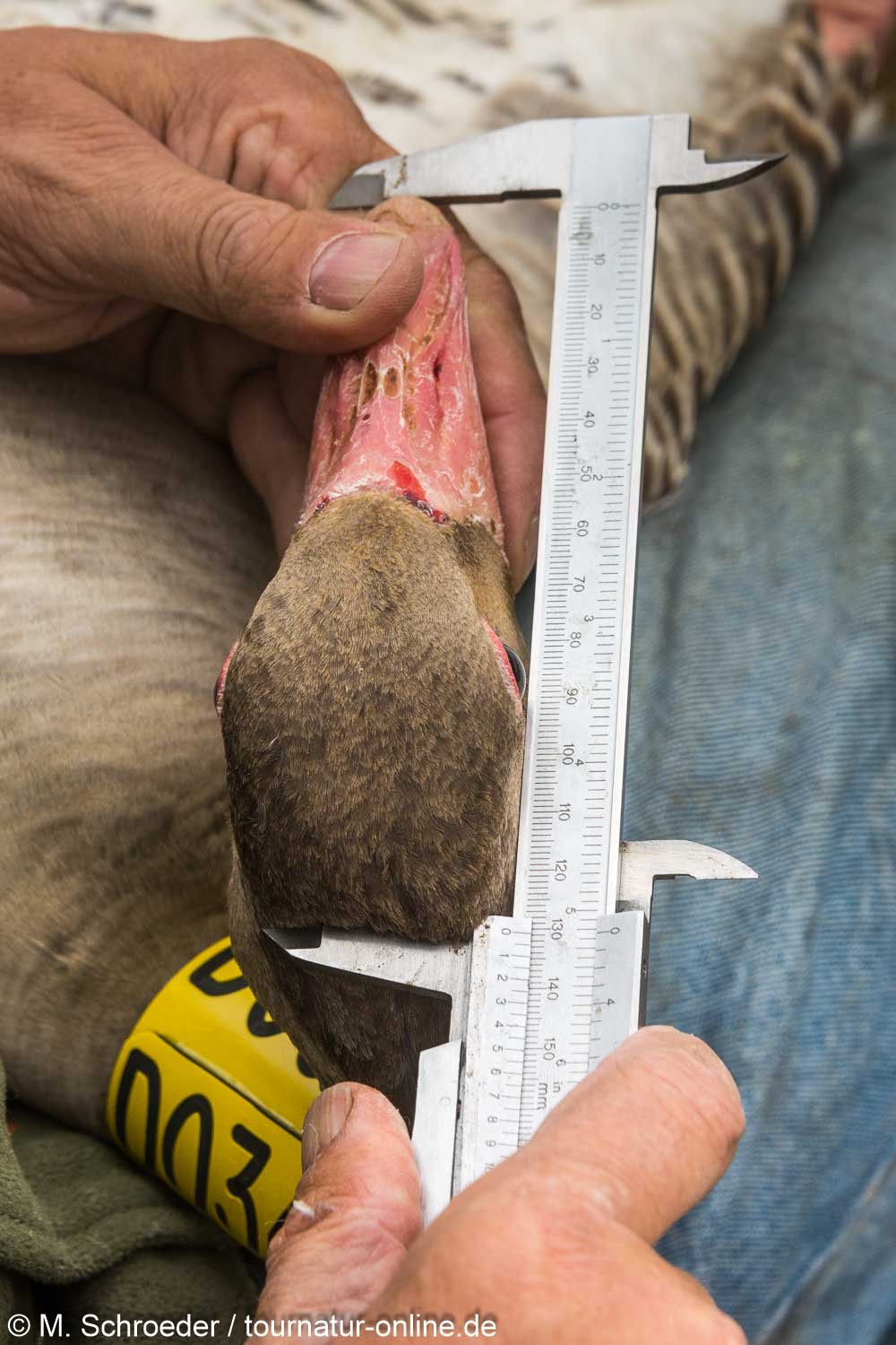 Graugans - greylag goose (Anser anser) 