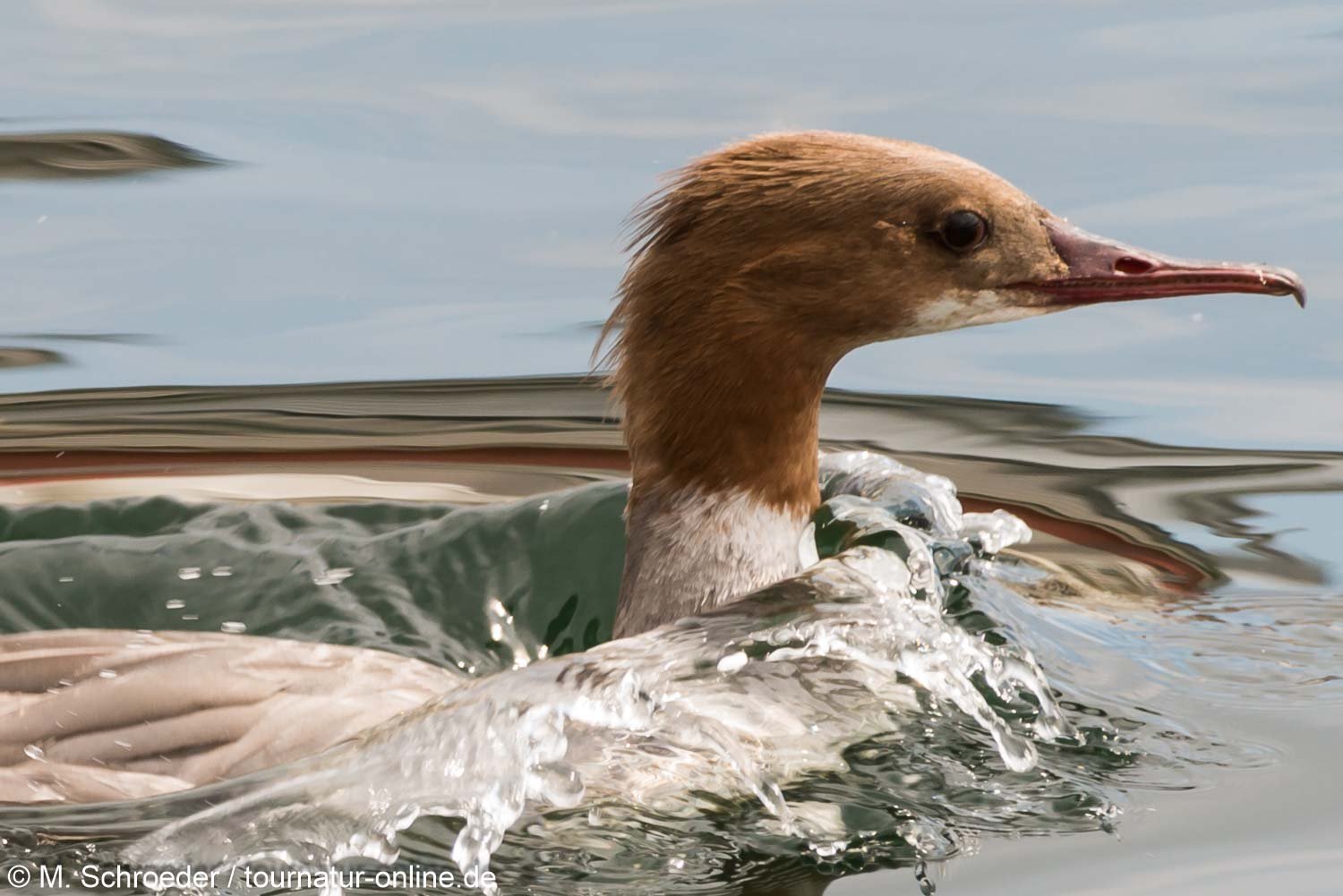 Gänsesäger - common merganser or goosander (Mergus merganser)