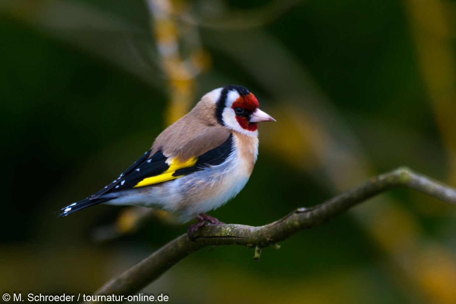 Stieglitz - goldfinch (Carduelis carduelis)