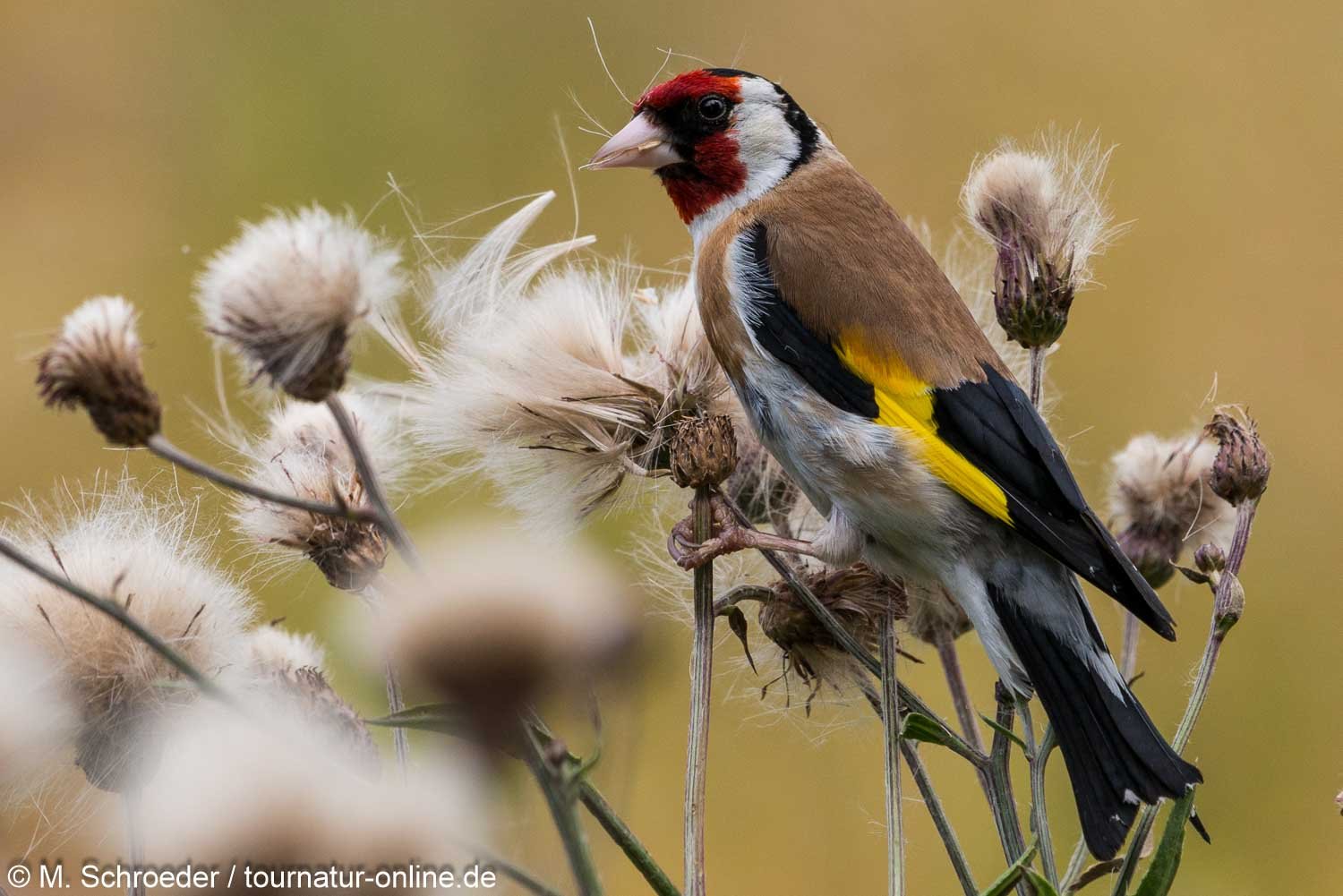 Stieglitz - goldfinch (Carduelis carduelis)