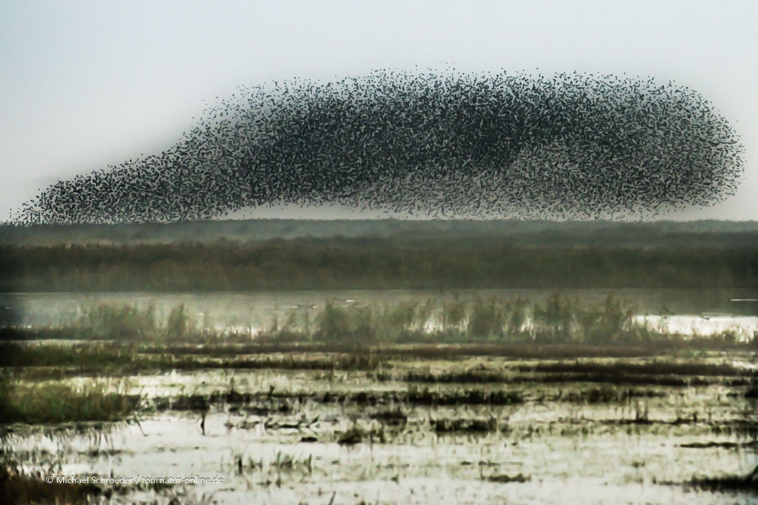 Naturschauspiel "Tanz der Stare"