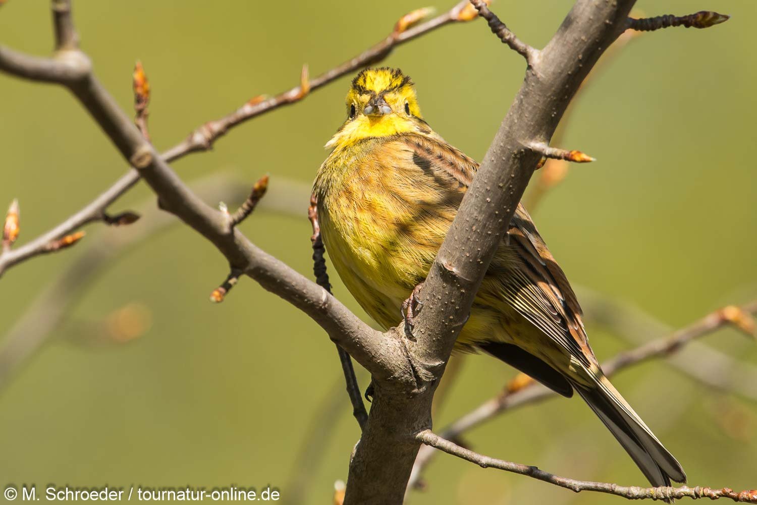 Goldammer - yellowhammer (Emberiza citrinella)