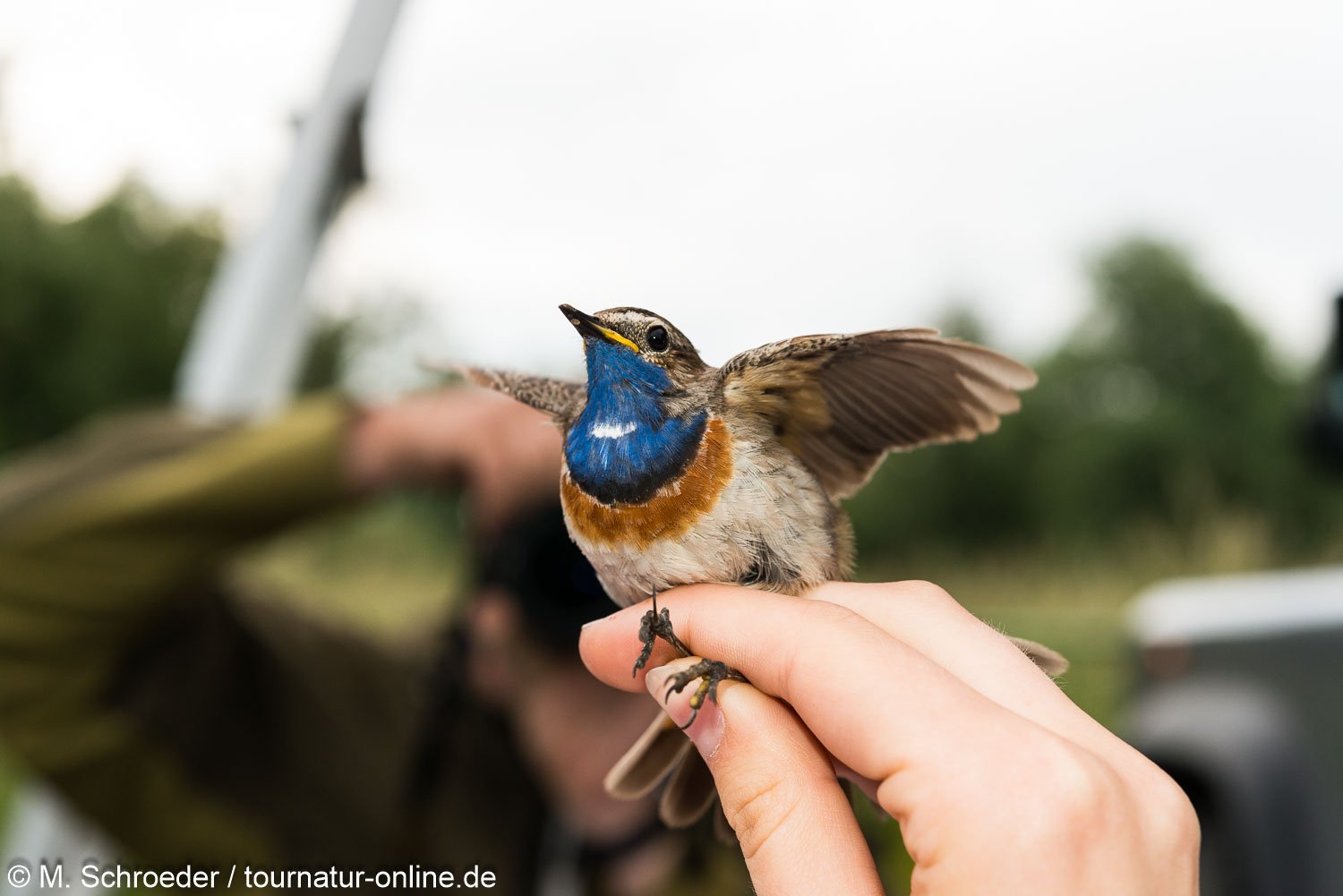 Blaukehlchen - bluethroat (Luscinia svecica)