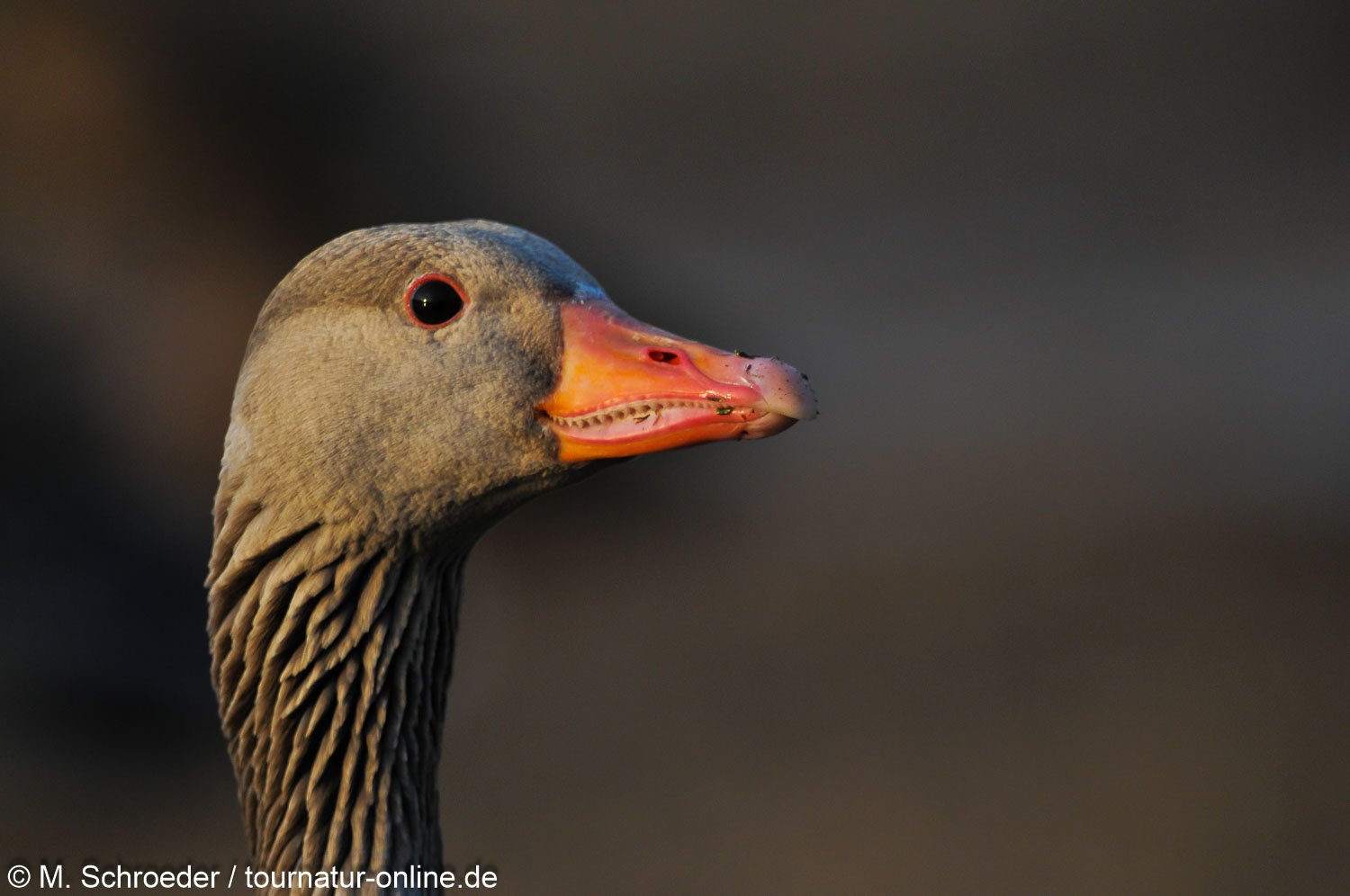 Graugans - greylag goose (Anser anser) 