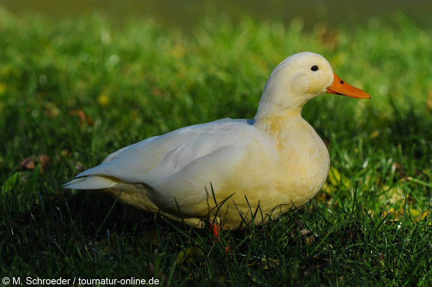 Hausgans - Domestic geese (Anser anser domesticus)