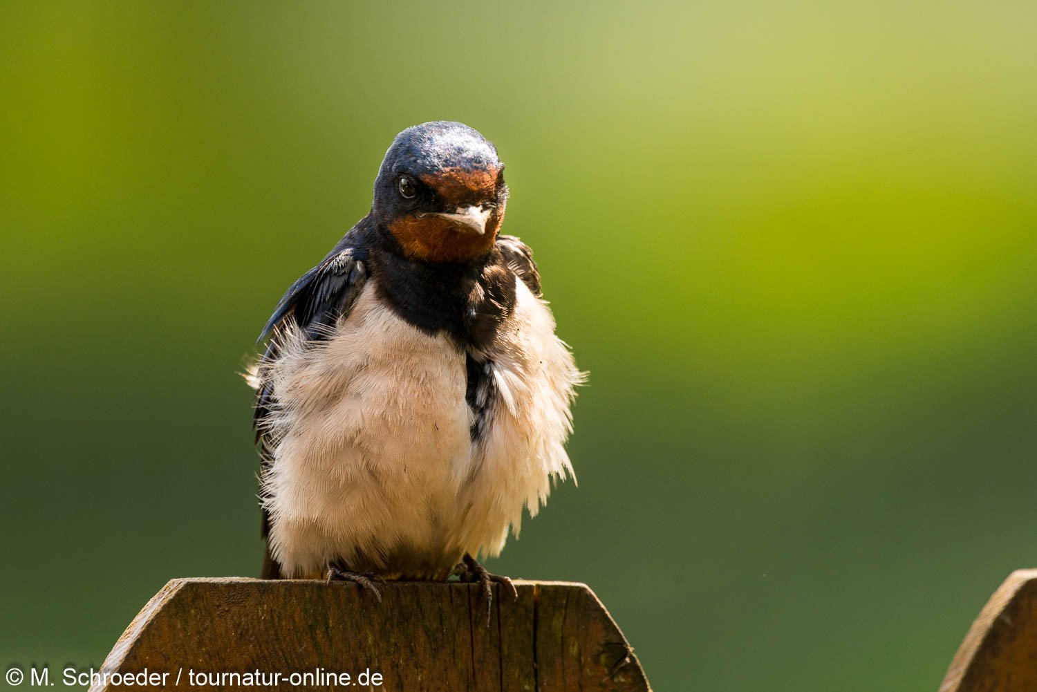Rauchschwalbe - barn swallow (Hirundo rustica)