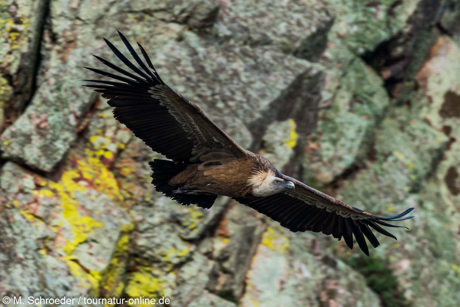 Gänsegeier in der Extremadura - griffon vulture (Gyps fulvus)