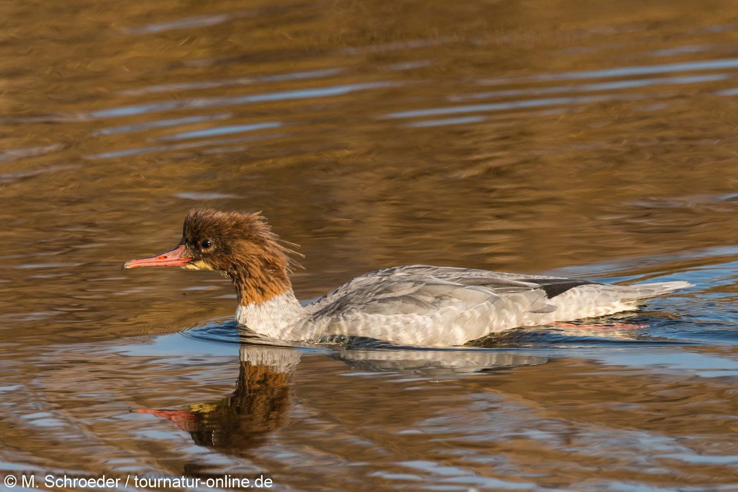 Gänsesäger - common merganser or goosander (Mergus merganser)