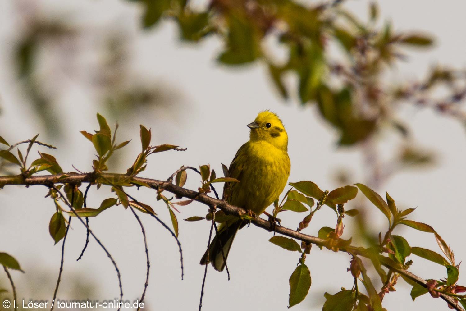 Goldammer - yellowhammer (Emberiza citrinella)