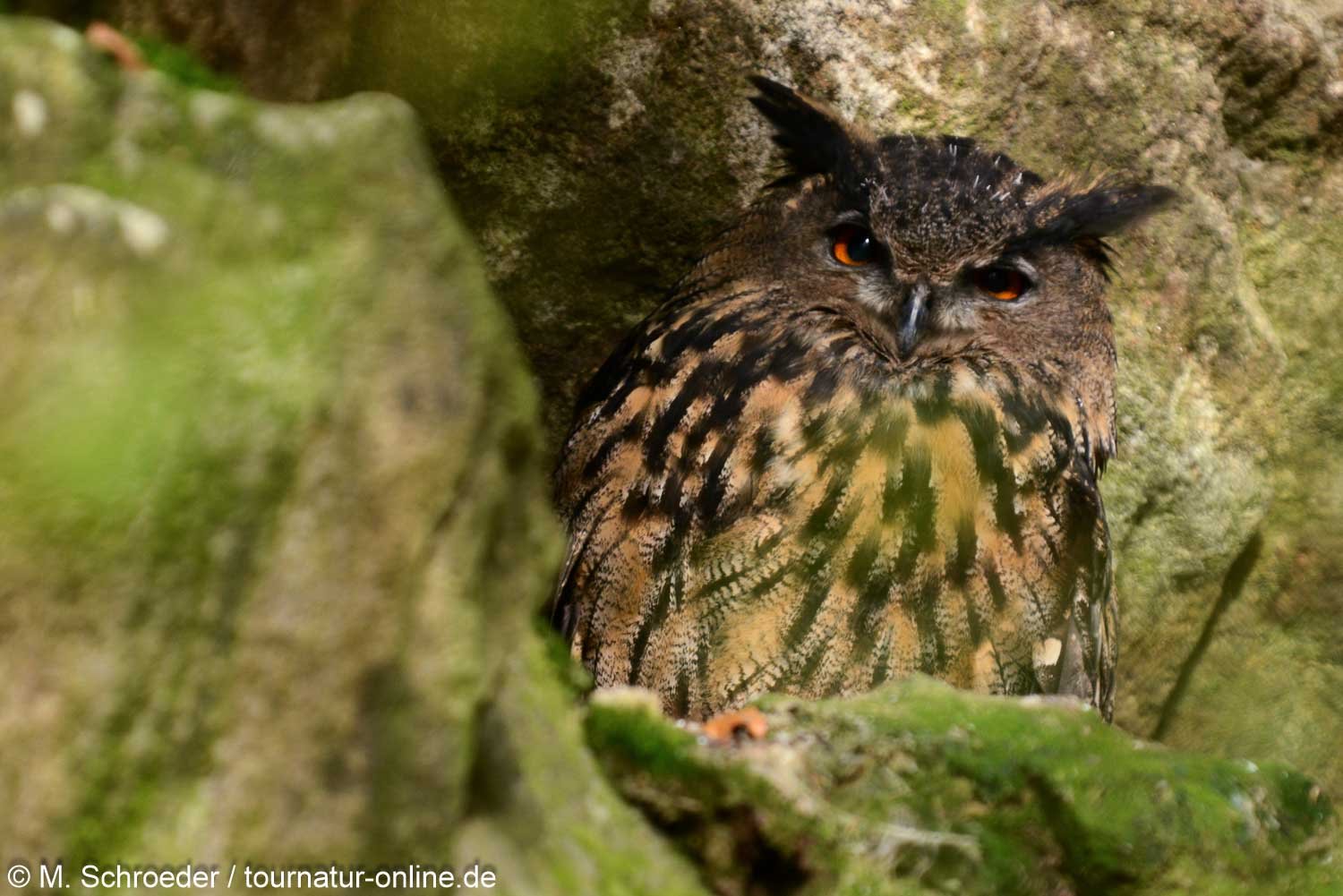 Uhu - Eurasian eagle-owl (Bubo bubo)