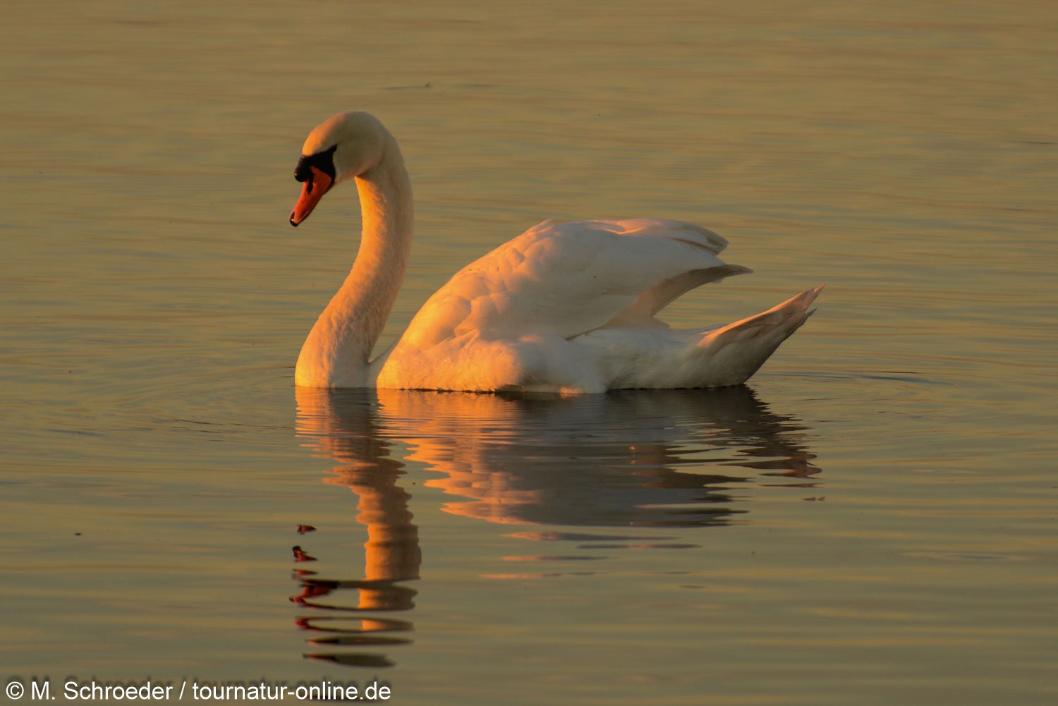 Höckerschwan - mute swan (Cygnus olor) 