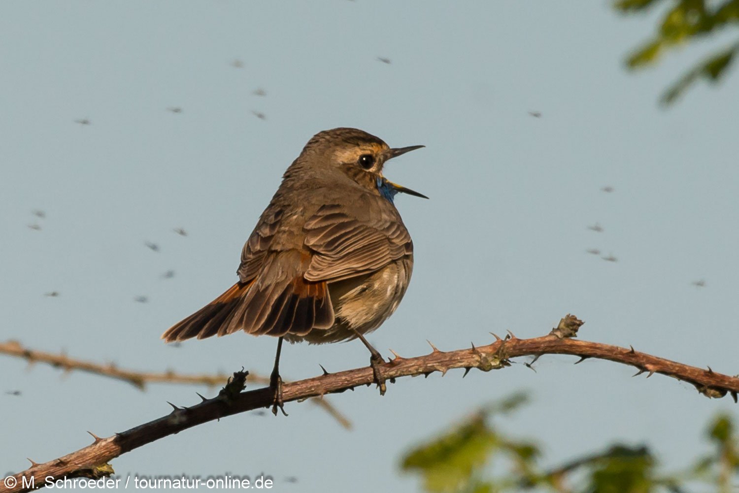 Blaukehlchen - bluethroat (Luscinia svecica)