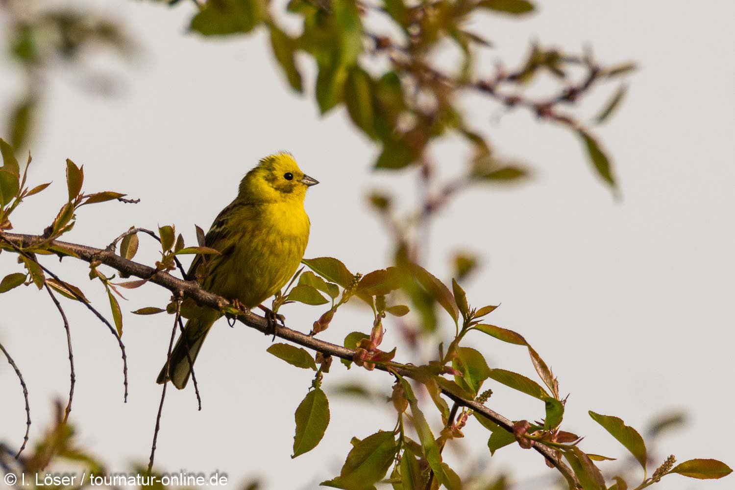 Goldammer - yellowhammer (Emberiza citrinella)