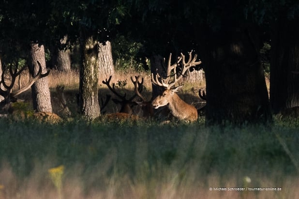 Niederlande: Nationalpark Hoge Veluwe