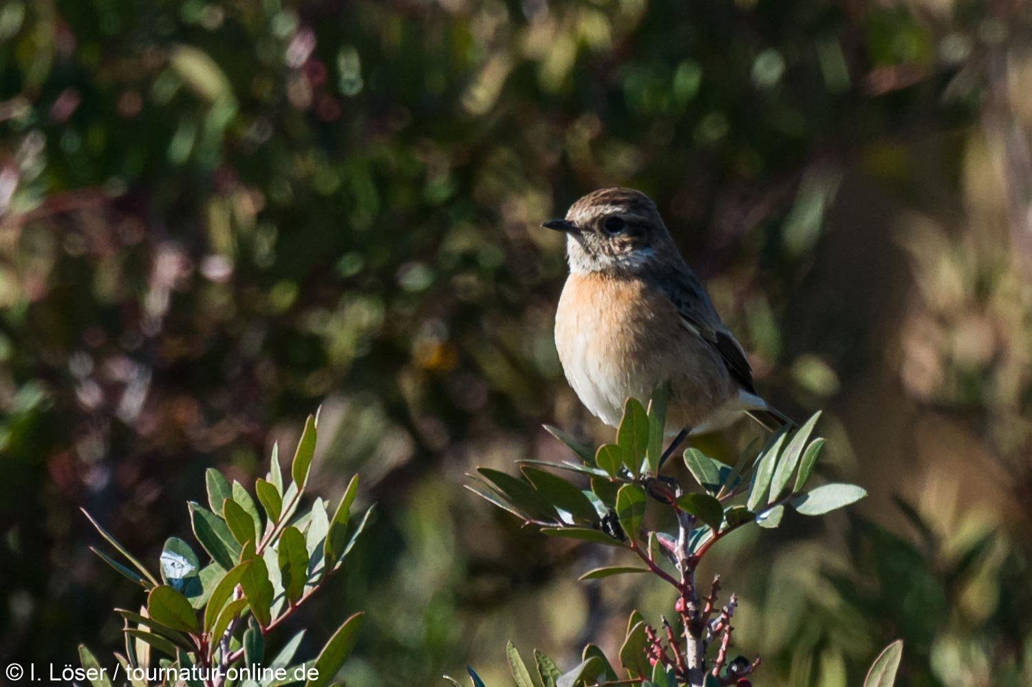 Schwarzkehlchen - European stonechat (Saxicola rubicola)