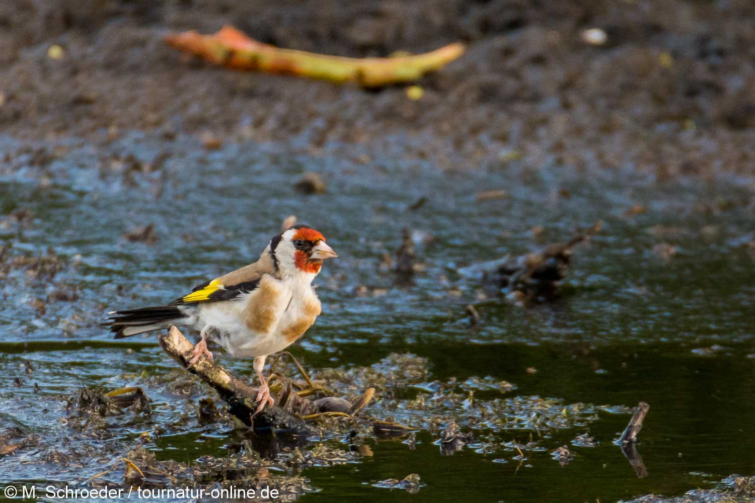 Stieglitz - goldfinch (Carduelis carduelis)