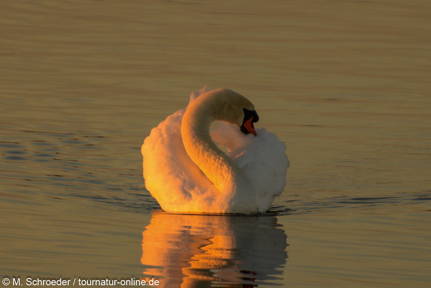 Höckerschwan - mute swan (Cygnus olor) 