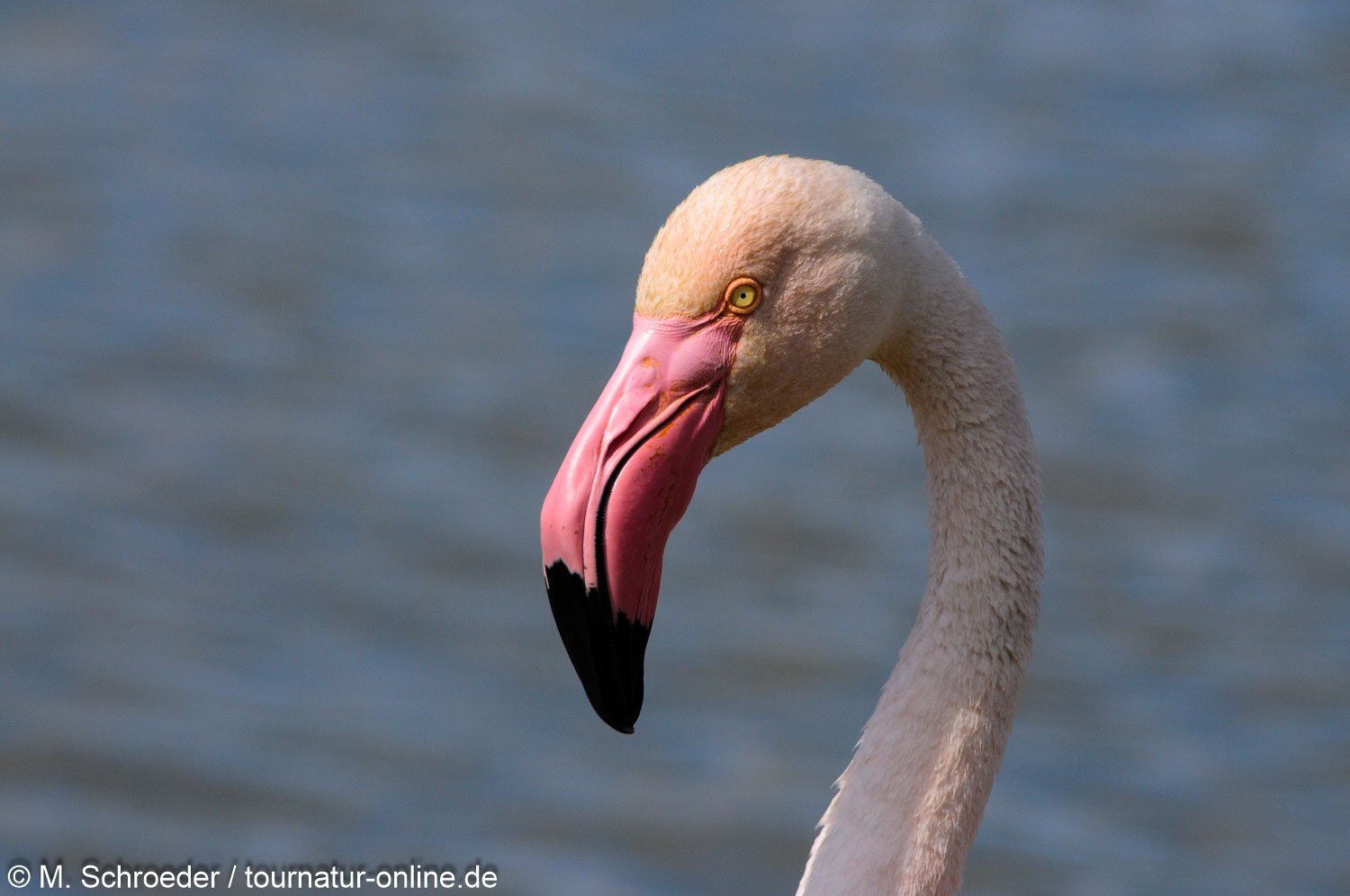 Rosaflamingo - greater flamingo (Phoenicopterus roseus)