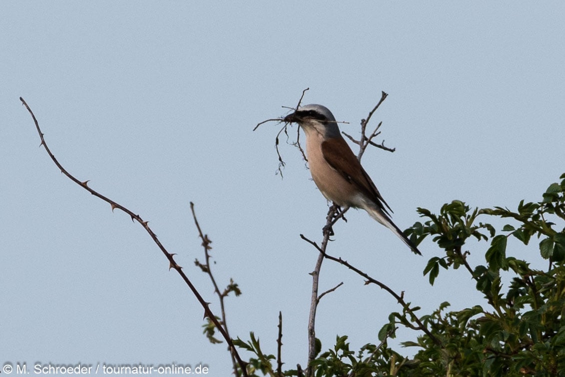 Neuntöter / red-backed shrike (Lanius collurio)