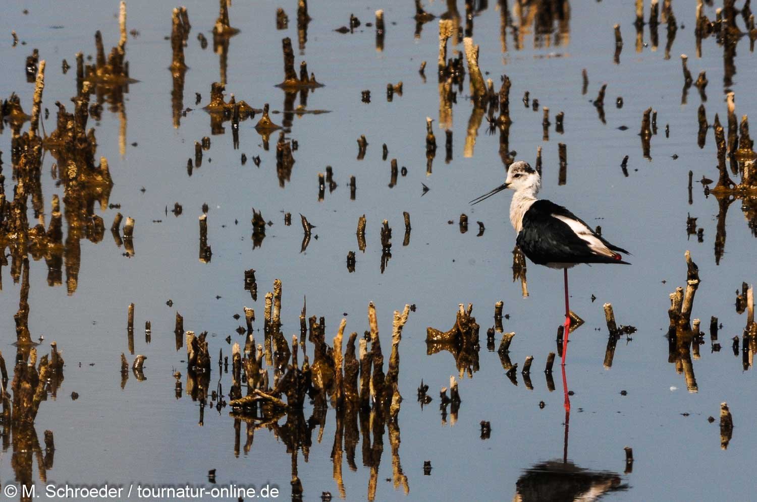 Stelzenläufer - Black-winged stilt (Himantopus himantopus)