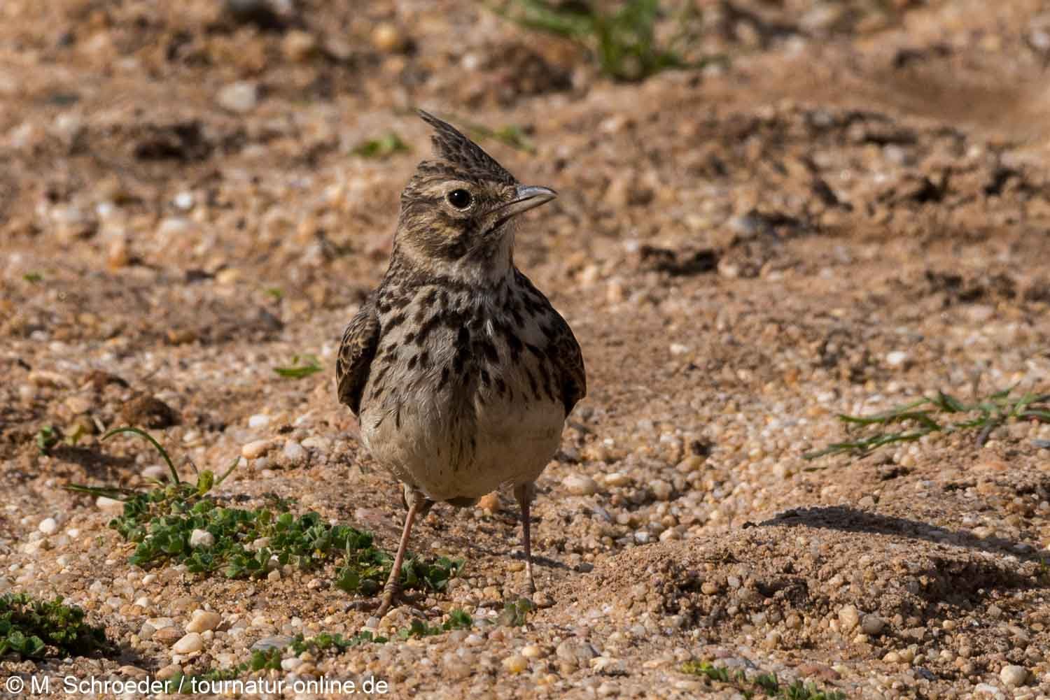 Haubenlerche - crested lark (Galerida cristata) 