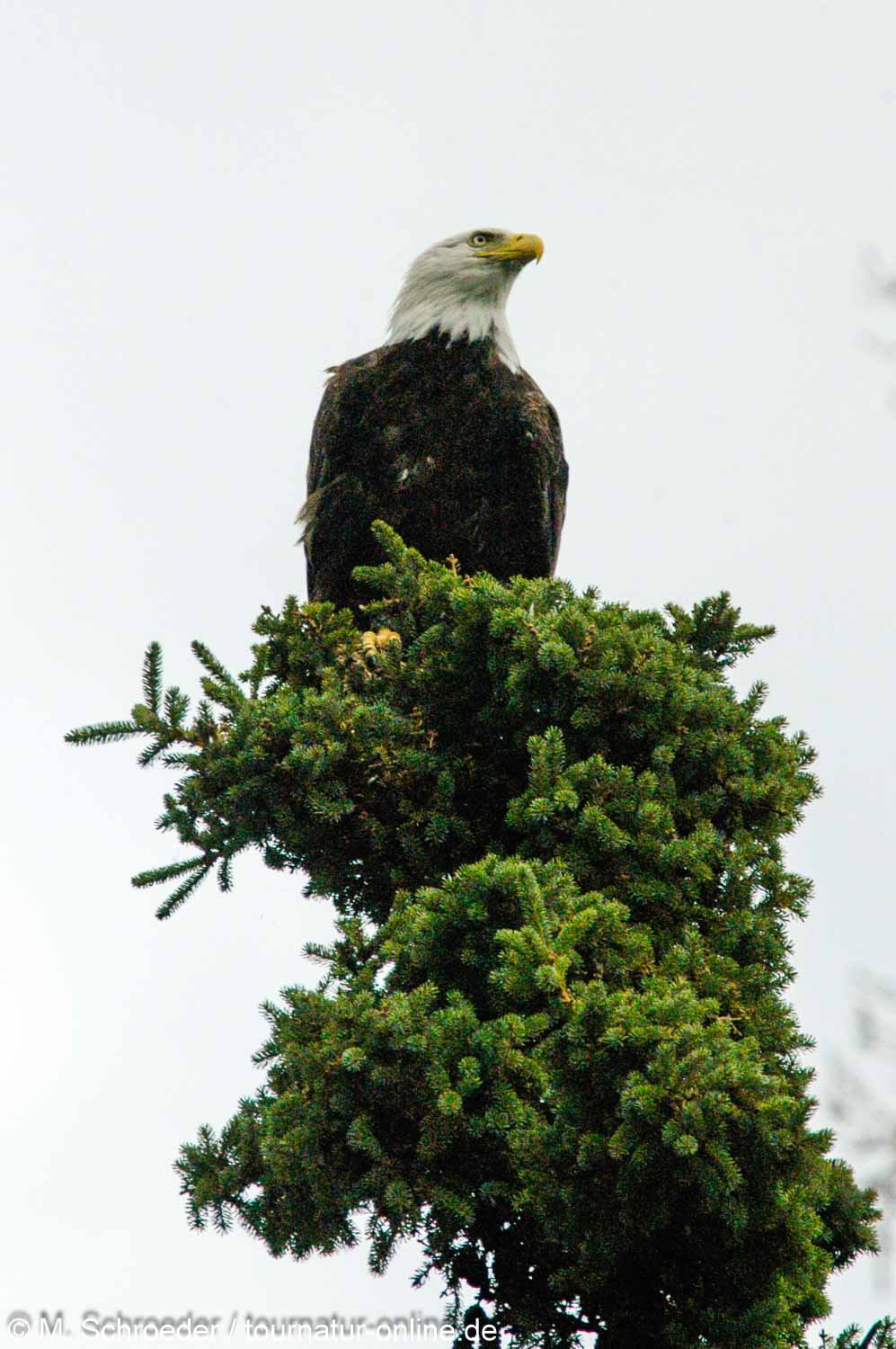 bald eagle (Haliaeetus leucocephalus