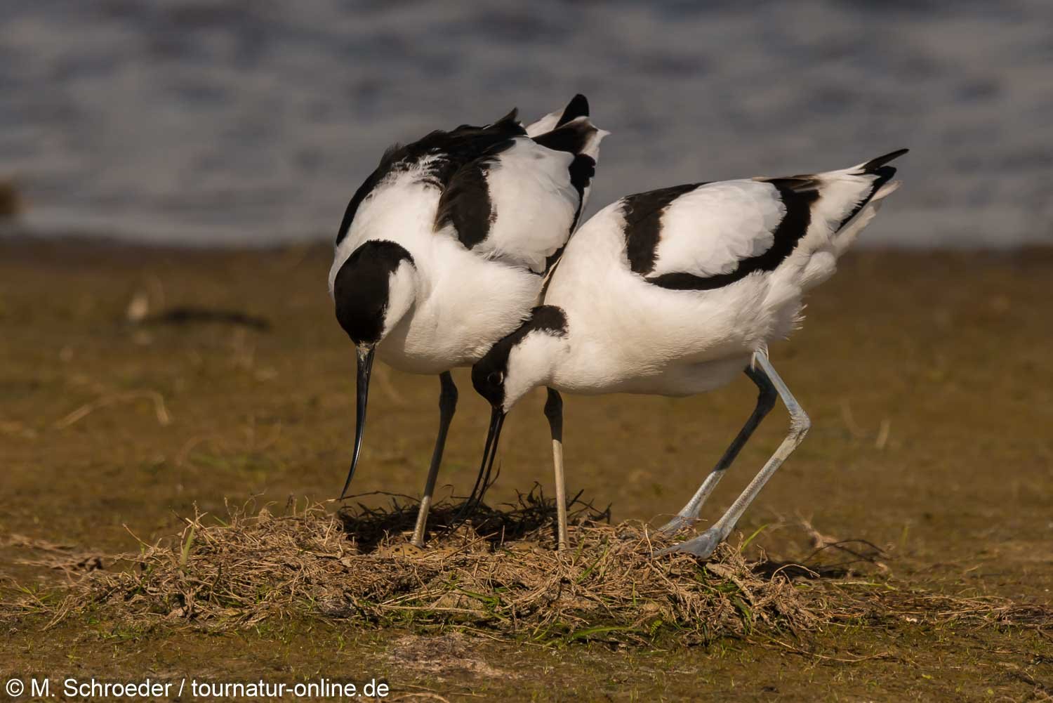 Säbelschnäbler - pied avocet (Recurvirostra avosetta)
