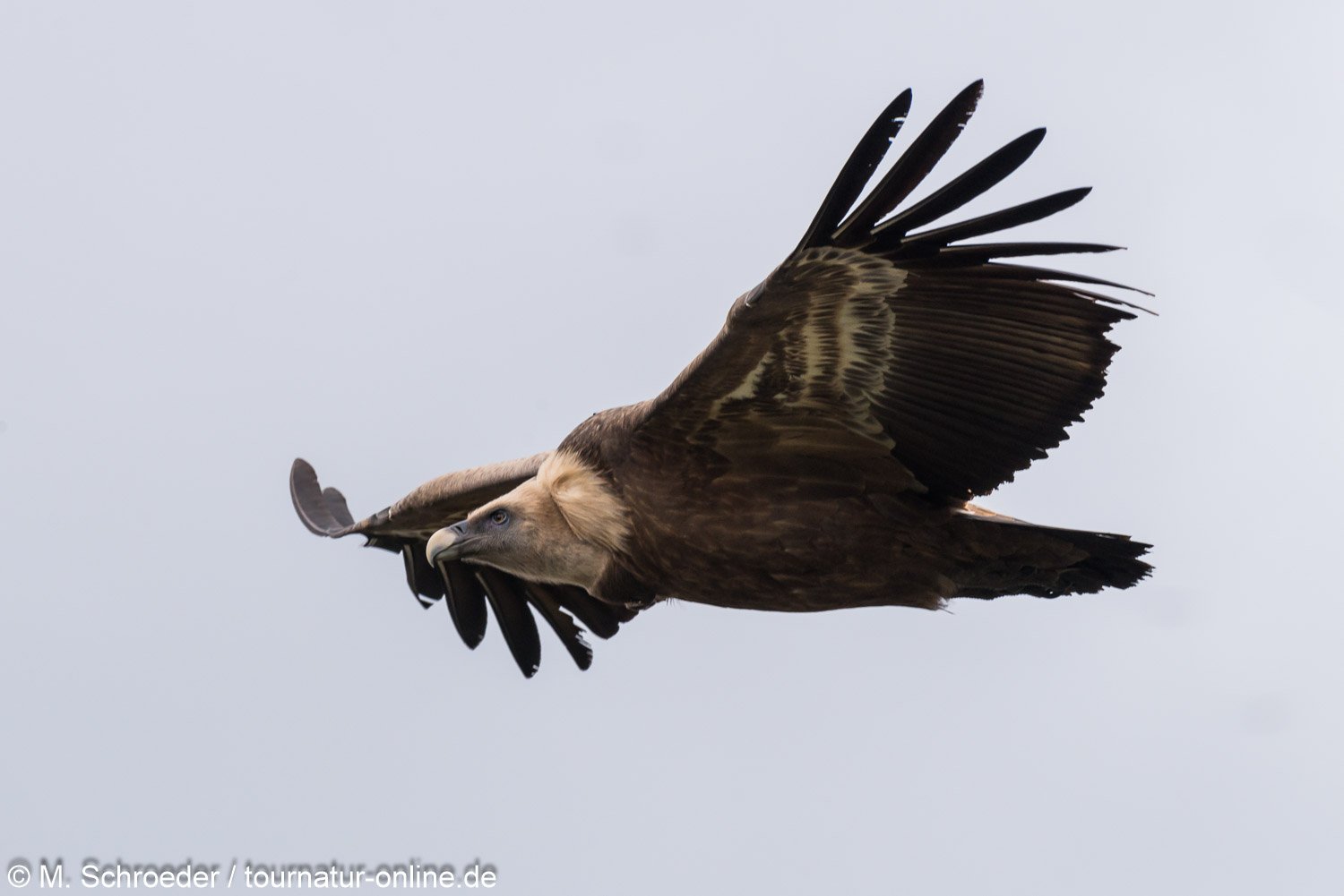Gänsegeier in der Extremadura - griffon vulture (Gyps fulvus)