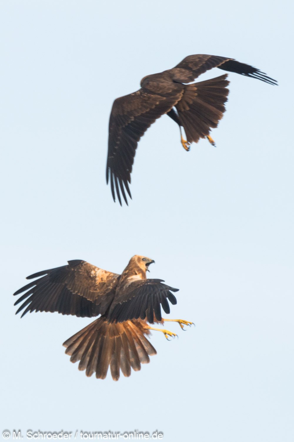 Rohrweihe - western marsh harrier (Circus aeruginosus)