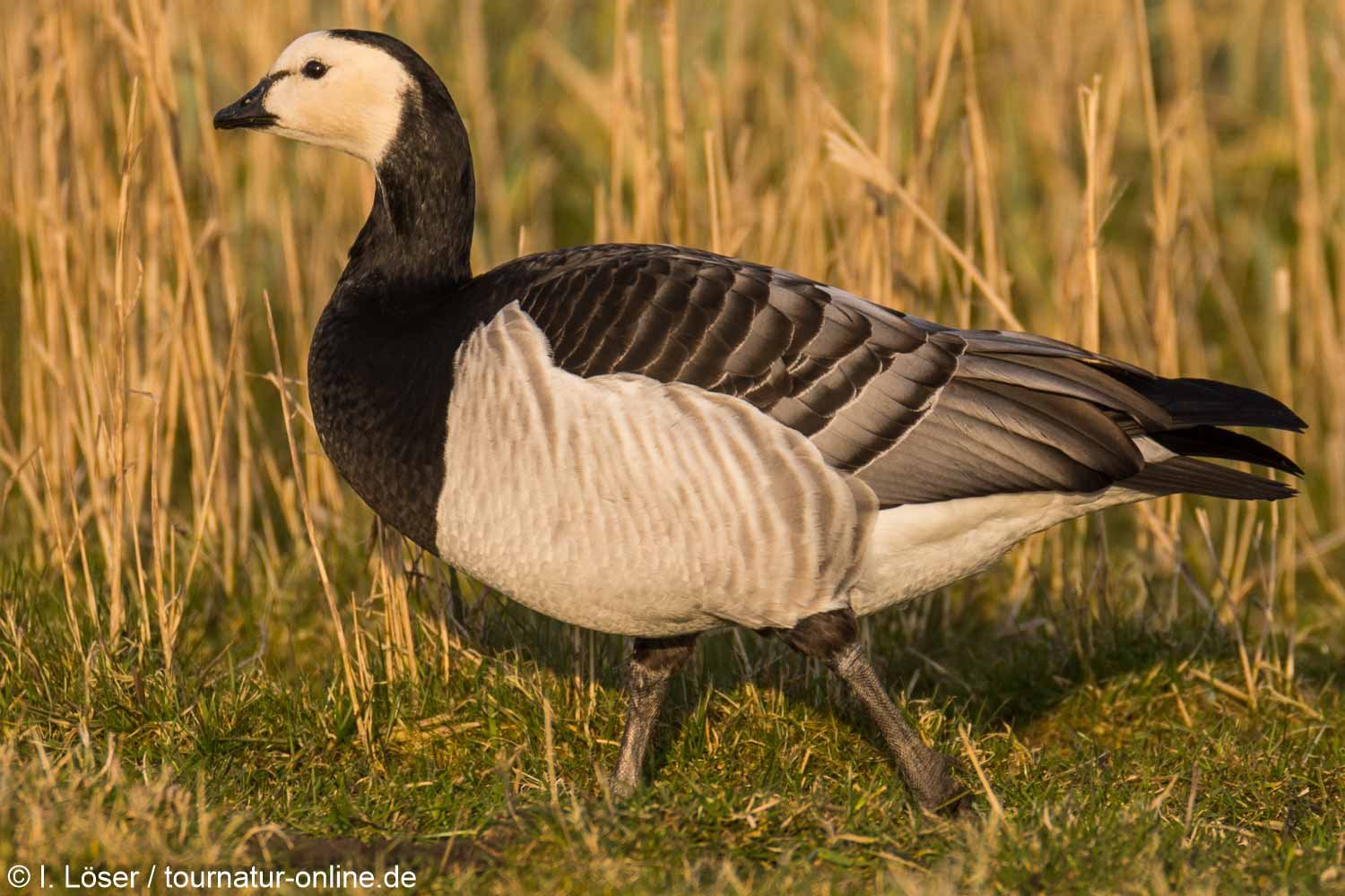 Weißwangengans - Nonnengans - barnacle goose (Branta leucopsis) 
