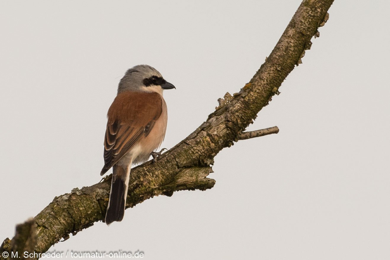 Neuntöter / red-backed shrike (Lanius collurio)