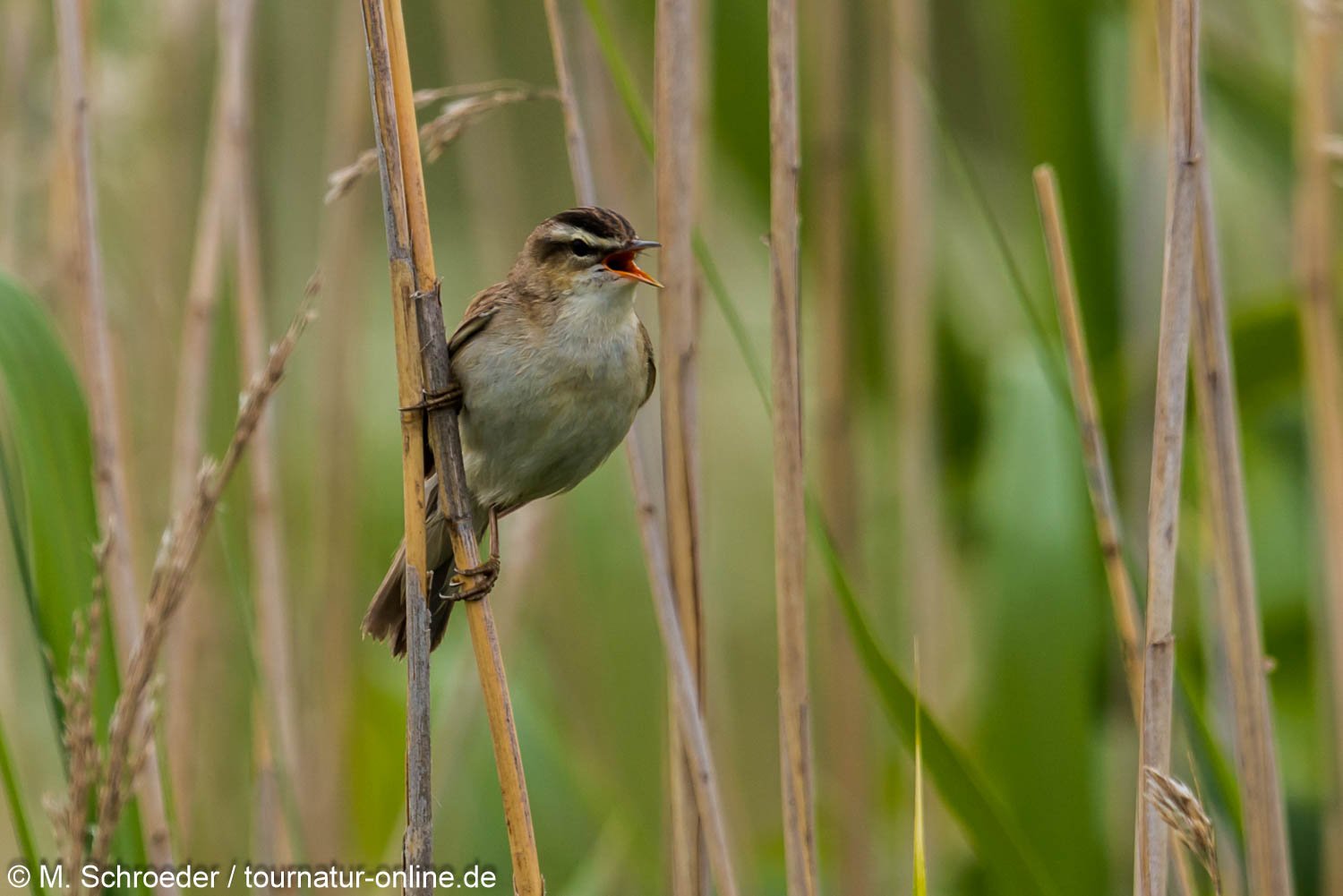 Schilfrohrsänger - (Acrocephalus schoenobaenus) 