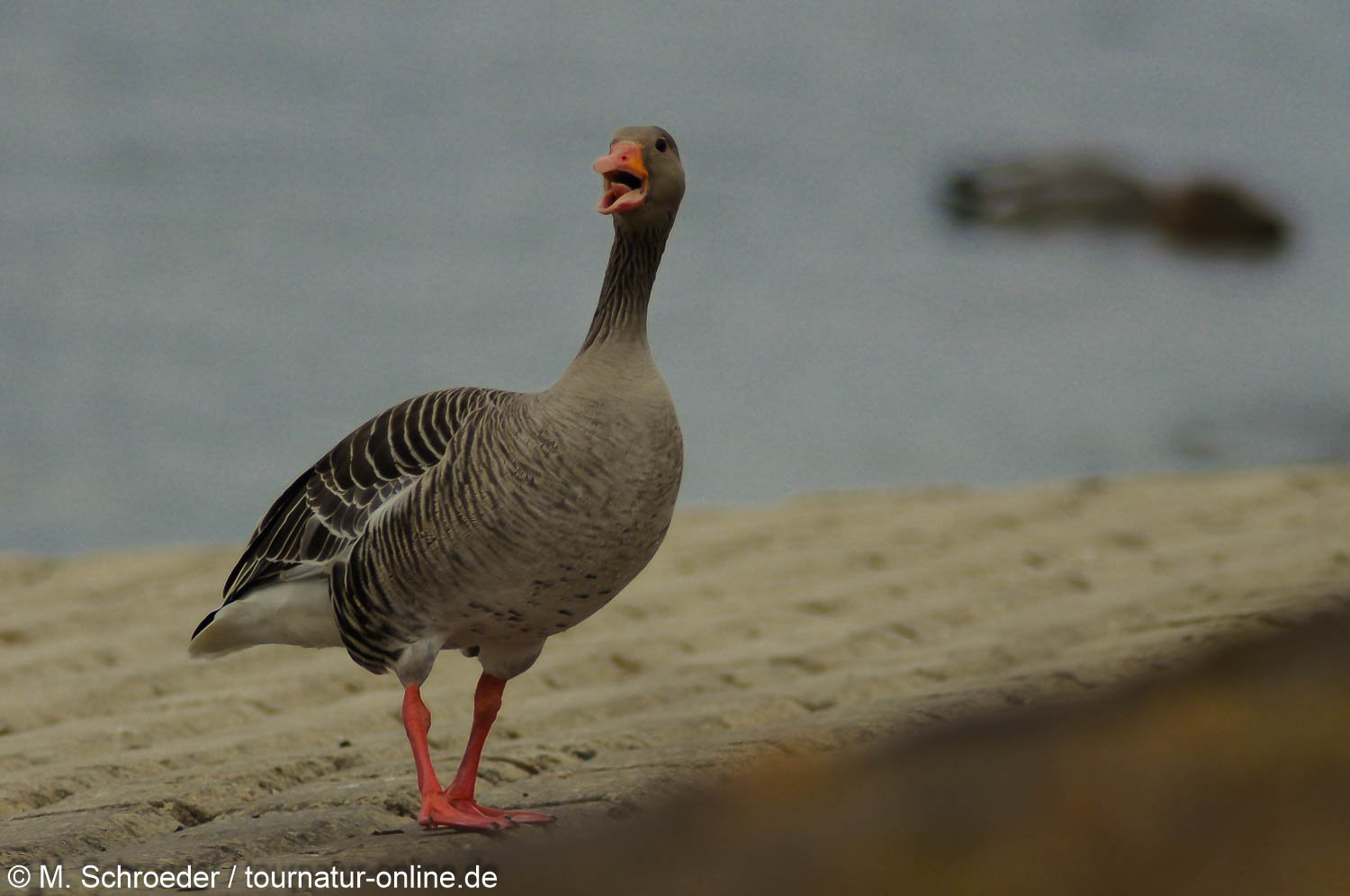 Graugans - greylag goose (Anser anser) 