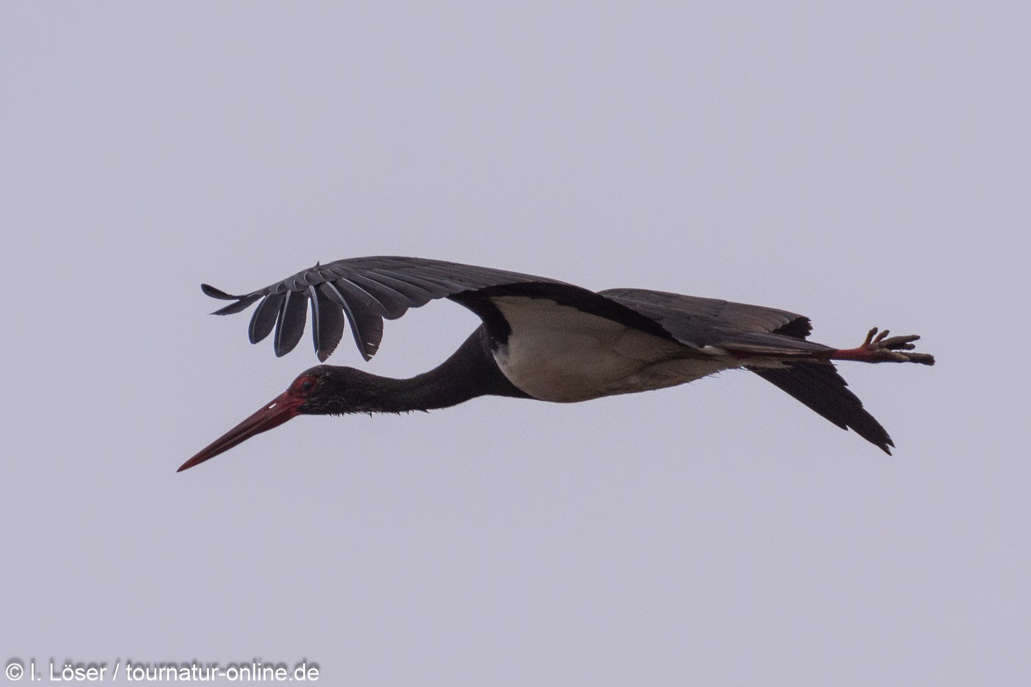 Schwarzstorch - black stork (Ciconia nigra)