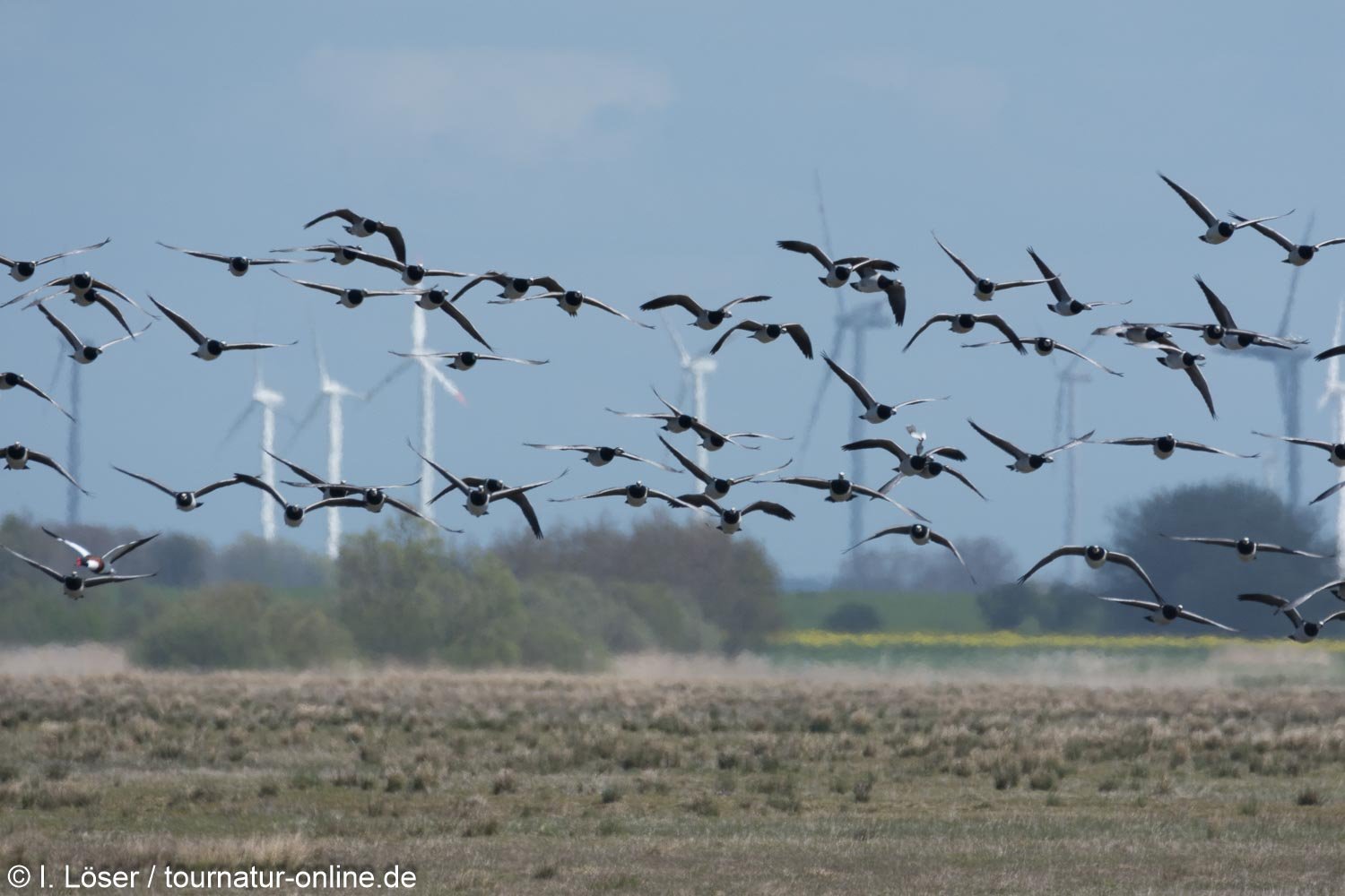 Weißwangengans - Nonnengans - barnacle goose (Branta leucopsis) 