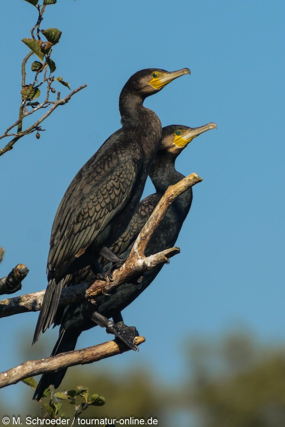 Kormoran - great cormorant (Phalacrocorax carbo)