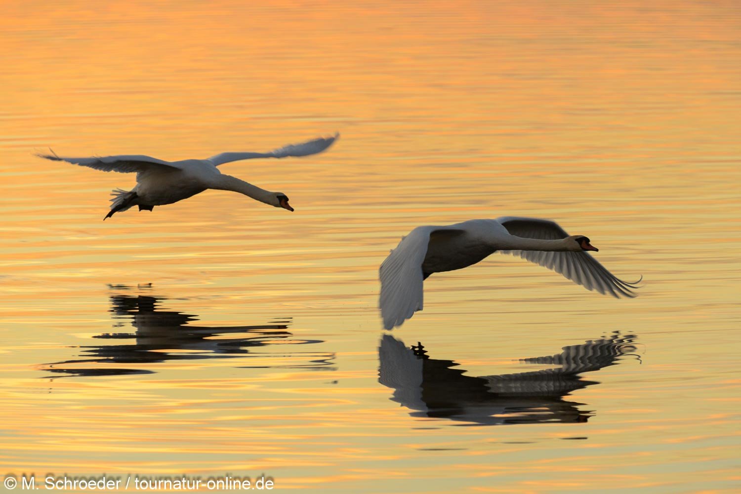 Höckerschwan - mute swan (Cygnus olor) 