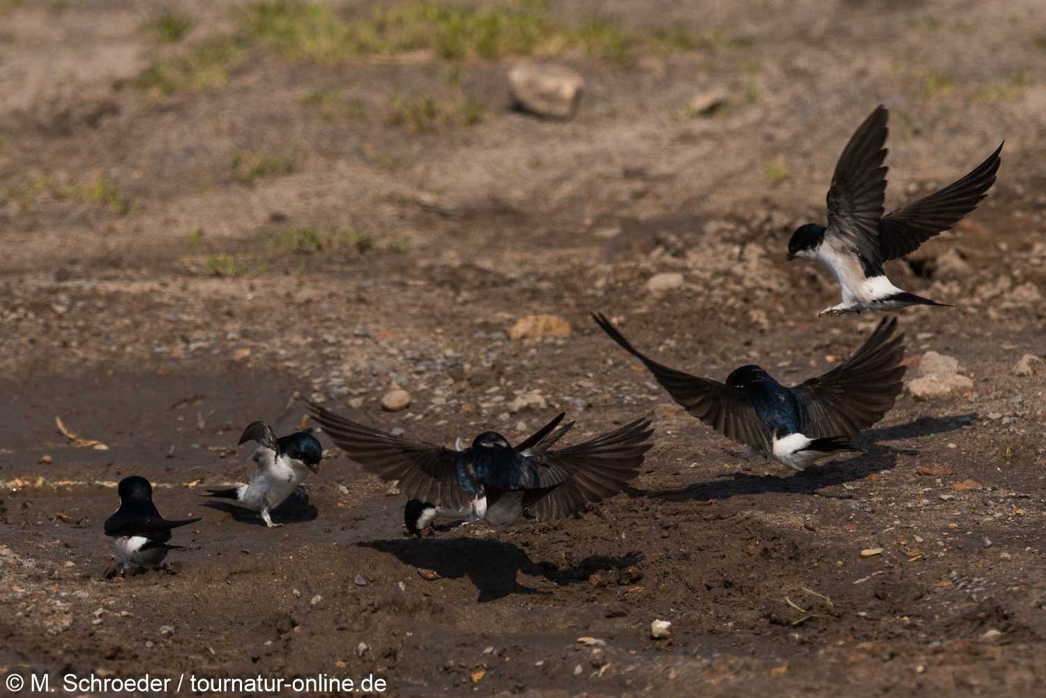 Mehlschwalbe - common house martin (Delichon urbicum)