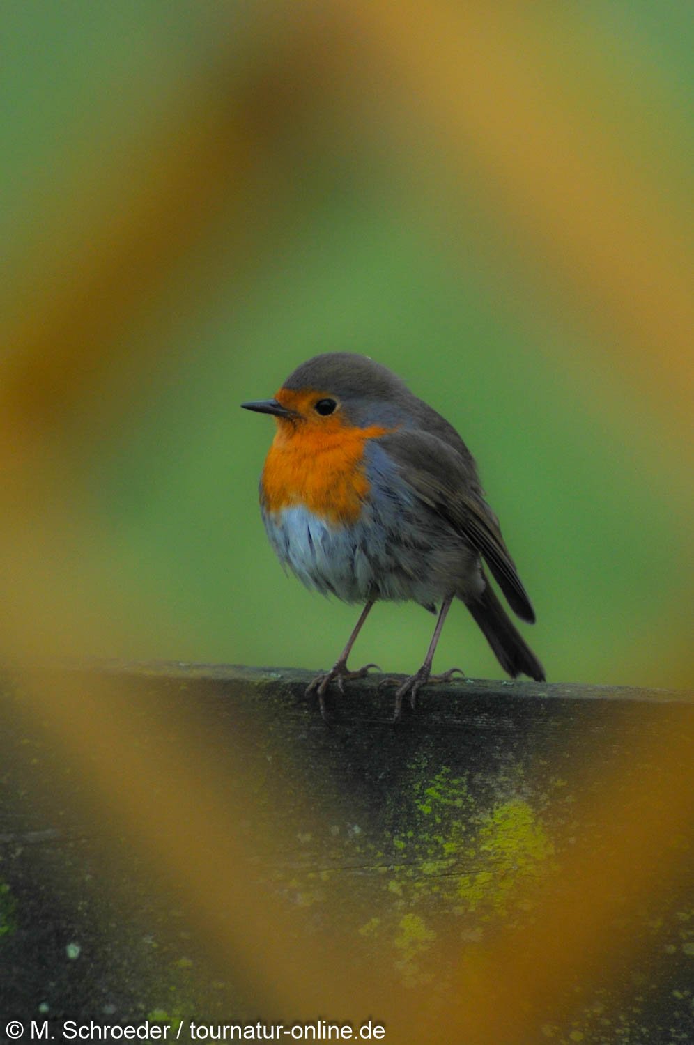 Rotkehlchen - European robin (Erithacus rubecula)