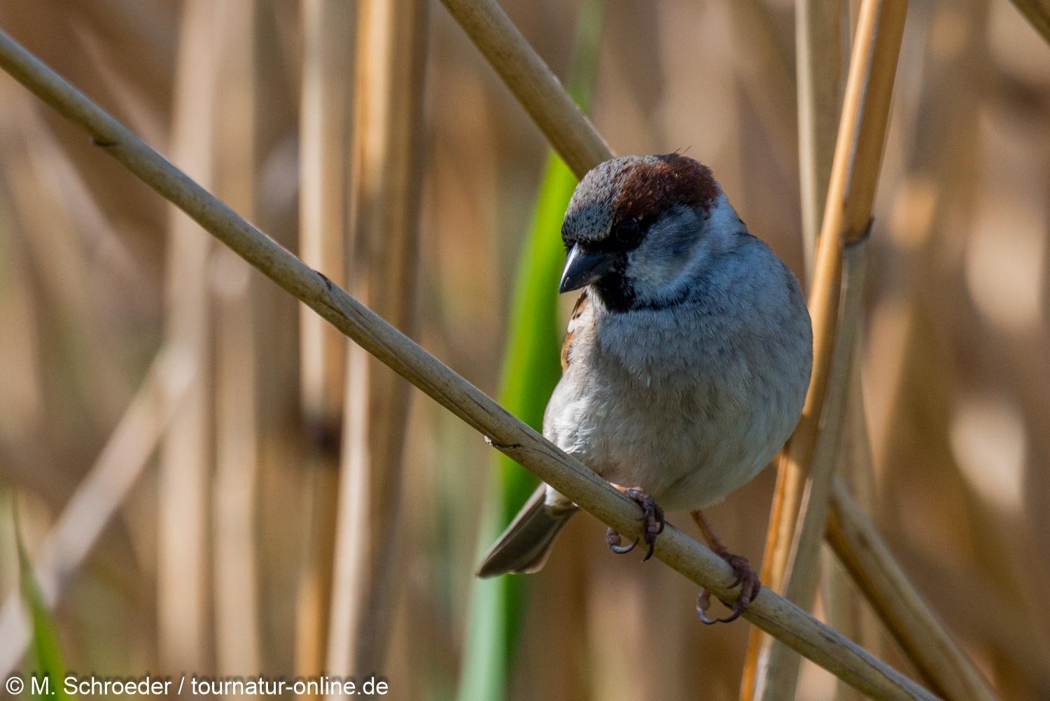 Feldsperling - Eurasian tree sparrow (Passer montanus)