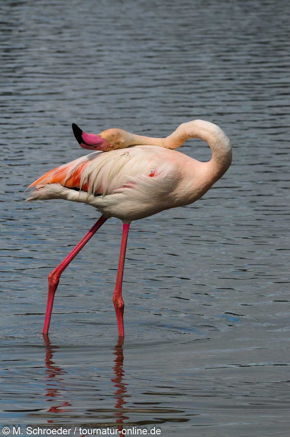 Rosaflamingo - greater flamingo (Phoenicopterus roseus)